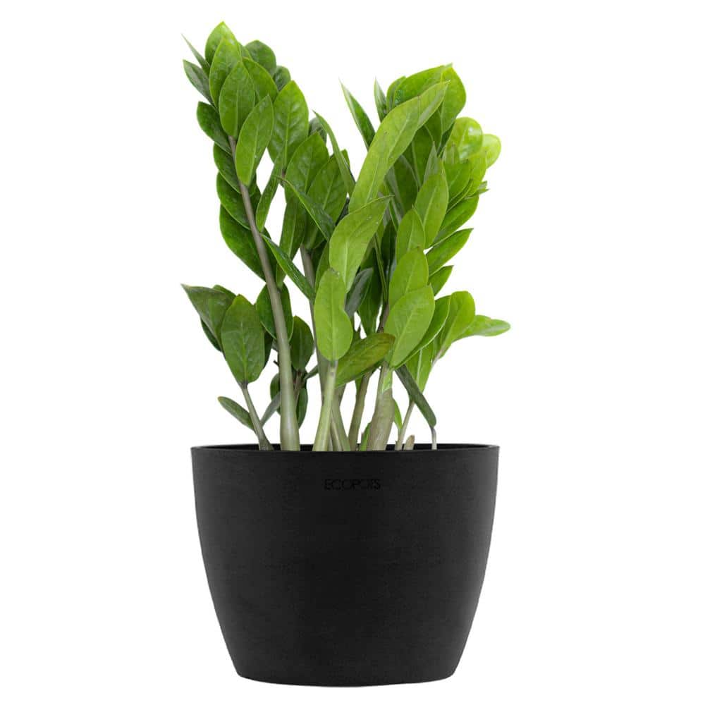 ZZ Plant Zamioculcas Zamiifolia Zanzibar Easy Care Low Light Plant in 6 inch Premium Sustainable Ecopots Dark Grey Pot price history on PriceWatchPro