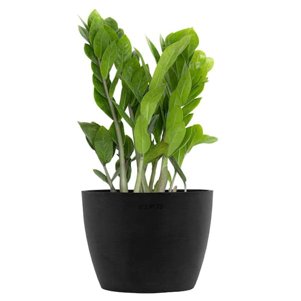 United Nursery ZZ Plant Zamioculcas Zamiifolia Zanzibar Easy Care Low Light Plant in 6 inch Premium Sustainable Ecopots Dark Grey Pot
