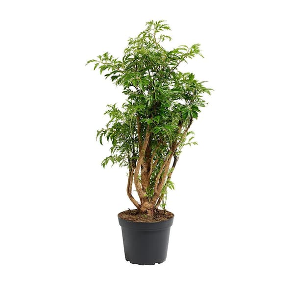 LIVELY ROOT 6 in. Aralia Ming Stump (Polyscias Fruticosa) Plant in Grower Pot