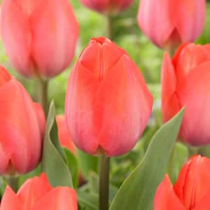 12/+ cm, Darwin Hybrid Orange Van Eijk Tulip Flower Bulbs (Bag of 250)