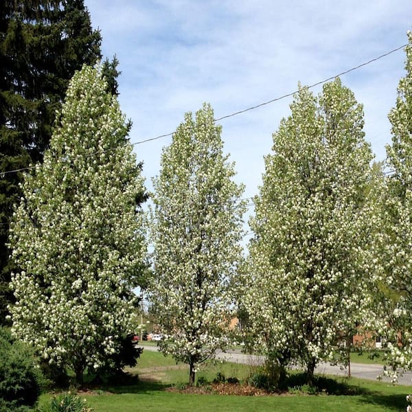 OnlinePlantCenter 5 gal. 5 ft. Cleveland Select Pear Tree