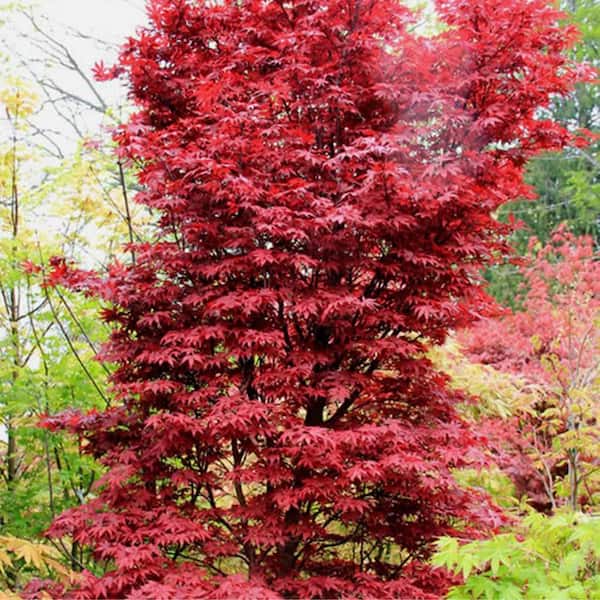 1 gal. Twombly's Red Sentinel Deciduous Columnar Japanese Maple