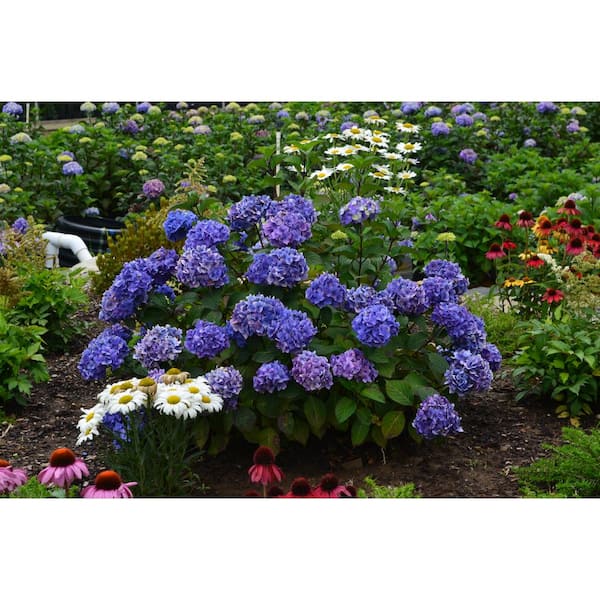 Endless Summer 2 Gal. BloomStruck Reblooming Hydrangea