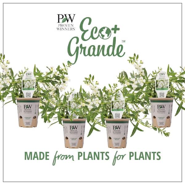 PROVEN WINNERS 4.25 in. Eco+Grande, Angelface Cascade Snow