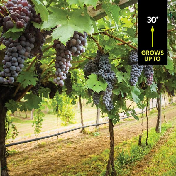 VAN ZYVERDEN Grapes Thomcord Seedless Plants (3-Pack) 11425 - The