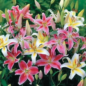 Multi-colored Mixture Oriental Lily Bulb (10-Pack)