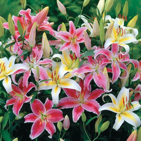 Breck's Multi-colored Mixture Oriental Lily Bulb (10-Pack)