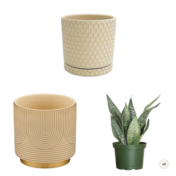 6 in. Beige Ceramic Planter with Gold Accents, White/Gold Bohemian Planter and Snake Plant in 6 in. Pot Combo