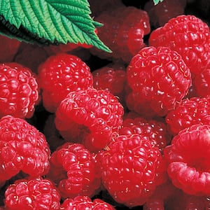 Latham Red Raspberry Bush Edible Hedge Starter Kit Dormant Fruit Bearing Starter Plants (3-Pack)