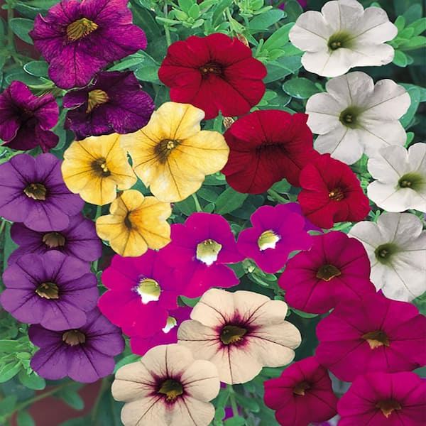 ALTMAN PLANTS #8 Coco Calibrachoa Mix Annual Plant with Assorted Flowers in Hanging Basket