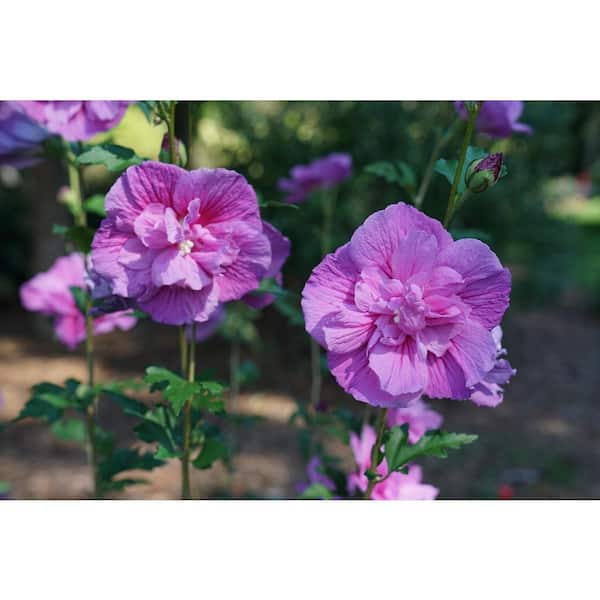2 Gal. Dark Lavender Chiffon Rose of Sharon (Hibiscus)
