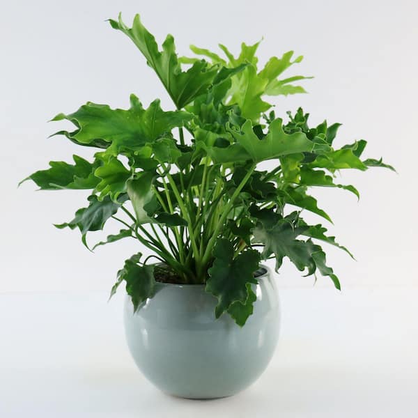 national PLANT NETWORK 6 in. SpaceScape Tropical Split Leaf Plant