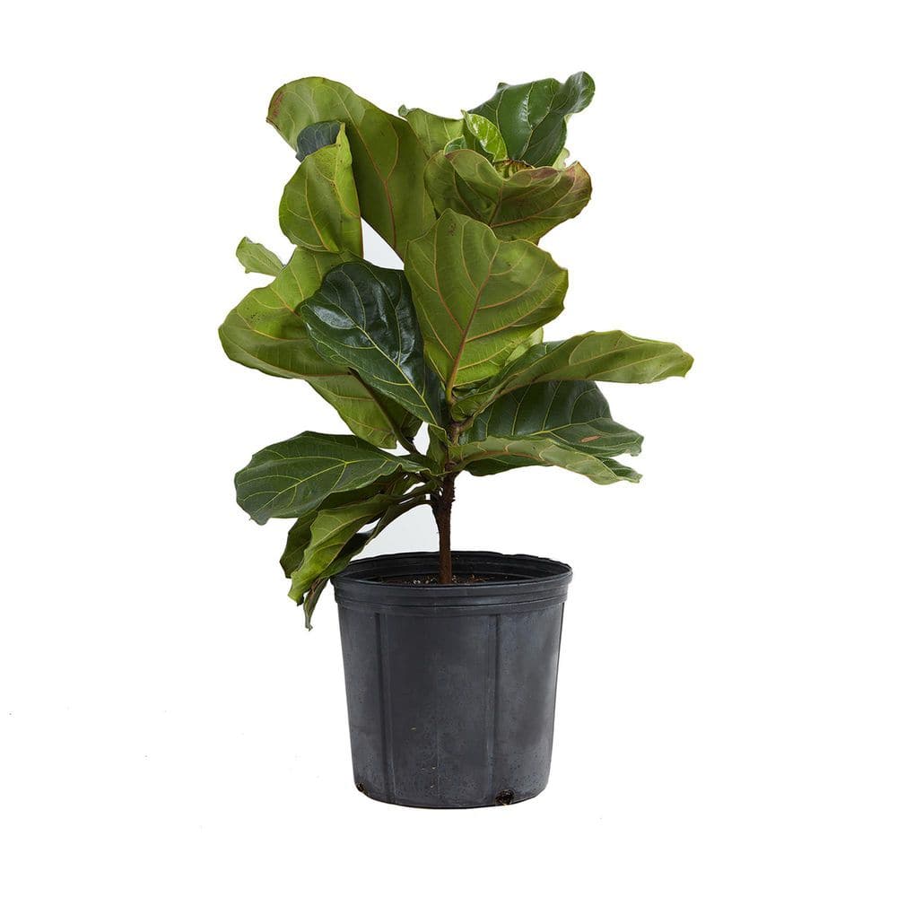 Ficus lyrata artificielle PLX108