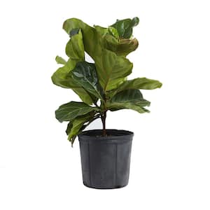 10 in. Fiddle Leaf Fig (Ficus lyrata) Plant in Grower Pot