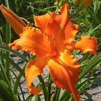 Daylilies Primal Scream (Set of 3 Roots)