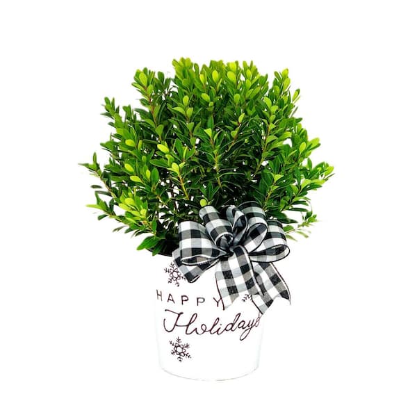 PROVEN WINNERS 10 in. Holiday Holly Strongbox (Ilex) Live Shrub in Farmhouse Happy Holidays Pot with Plaid Bow