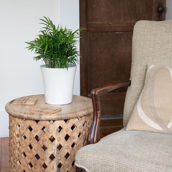 send a succulent plant St Patrick's Day's Gift | Succulent Gift