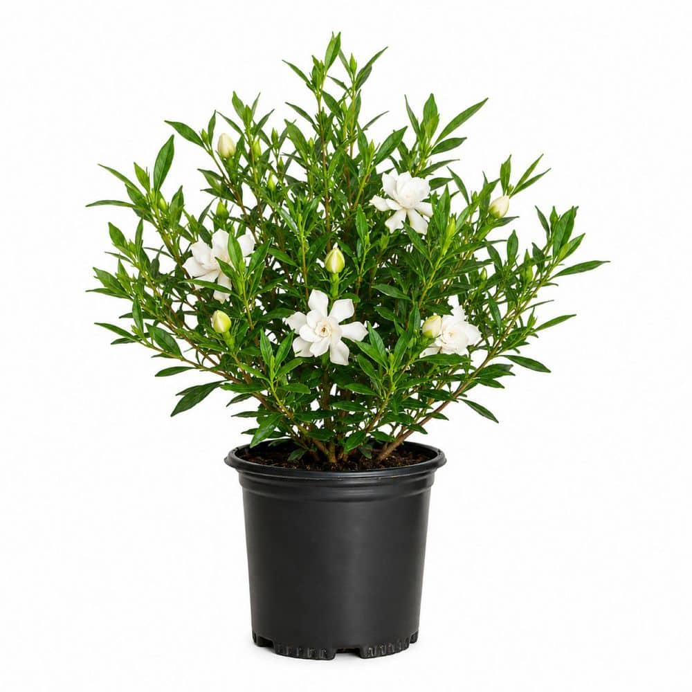 Have a question about FLOWERWOOD 2.5 Qt. Frost Proof Gardenia