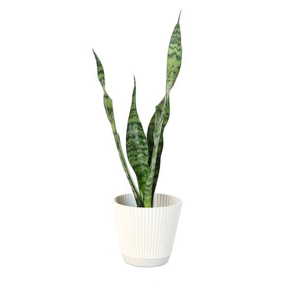 SMART PLANET Sansevieria Zeylanica in 4 in. Hudson Pot