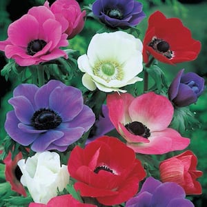 Multi-Color Anemone Dormant Bare Root Summer Flowering Bulb Mixture (25-Pack)