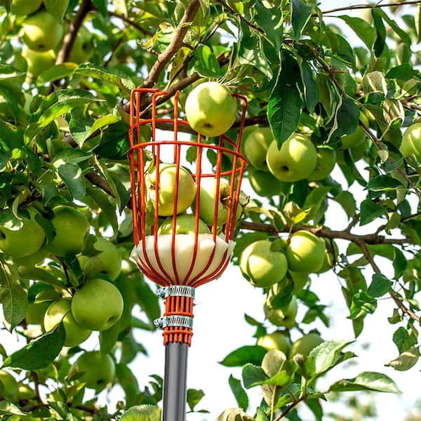 WaLensee 156 in. Stainless Steel Handle Fruit Picker FP-003 - The