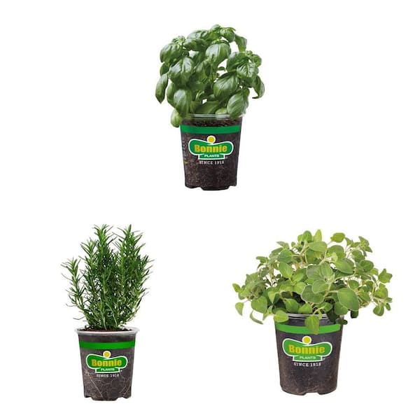 19 oz. Rosemary, Sweet Genovese Basil, and Italian Oregano Herb Plant Combo
