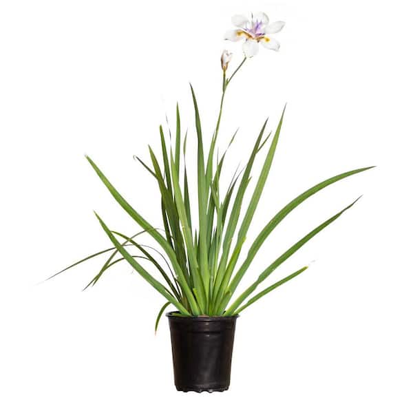 2.5 Qt. White African Iris With White Blooms Featuring Yellow and Purple Highlights, Live Evergreen Plant