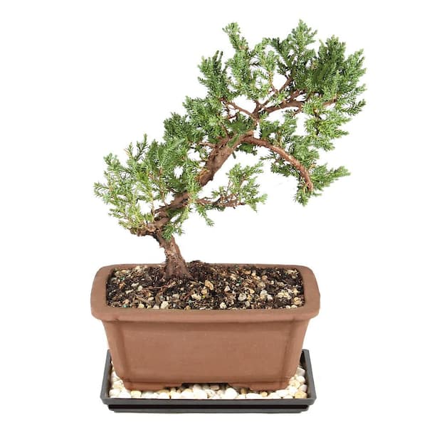 Green Mound Juniper Bonsai Outdoor Plant in Ceramic Bonsai Pot Container, 5-Years Old, 6 to 10 in.