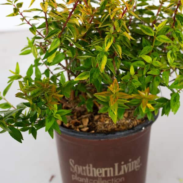 2.5 qt. Kaleidoscope Abelia with Petite White Blooms and Golden Yellow Variegated Foliage