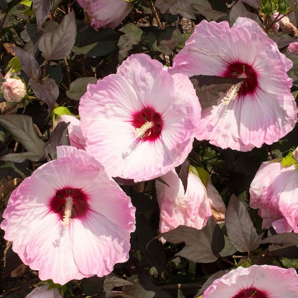 3 Gal. Hibiscus Head Over Heels Blush Plant with Pink Flowers