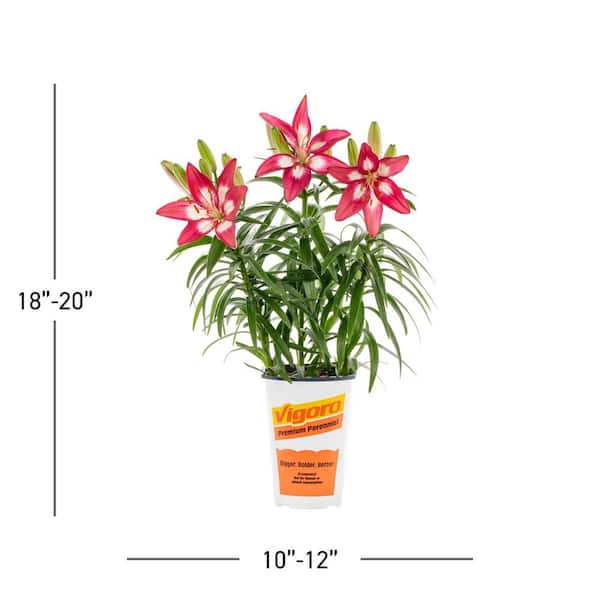 METROLINA GREENHOUSES 2.5 Qt. Perfect Joy Pink Asiatic Lily Plant