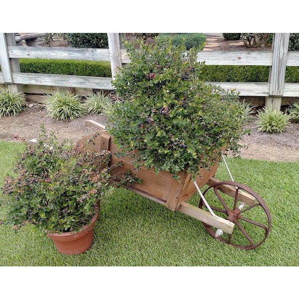 2 Gal. Cutie Pie Blueberry (Southern Highbush) Dwarf Bush, Fruit-Bearing Live Shrub, Delicious Petite Sweet Berries