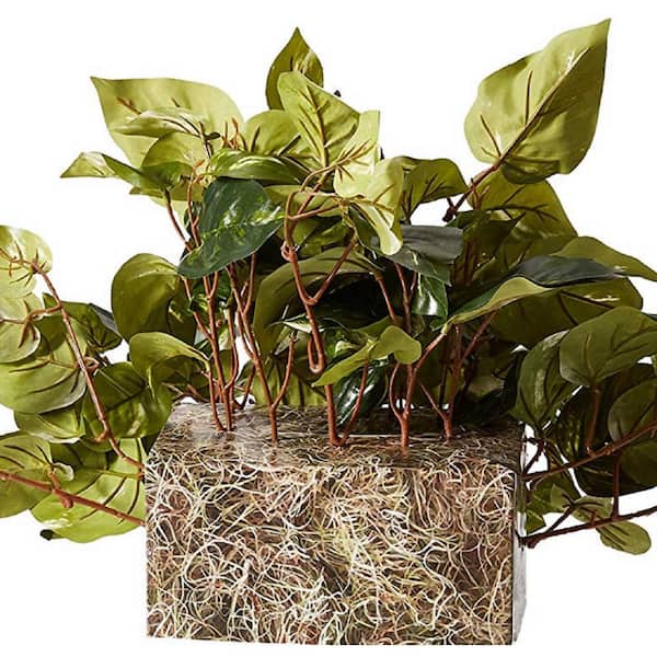 emerald pothos Buy Emerald Pothos Online - Epipremnum aureum 'Emerald'