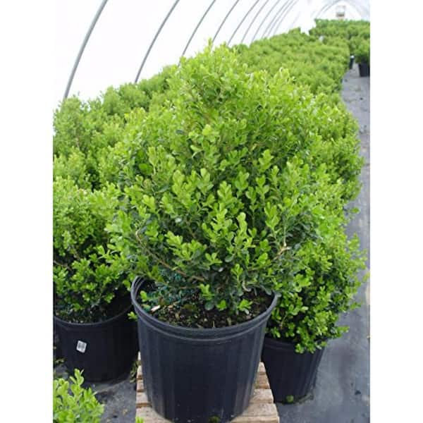 Green Promise Farms 2 Gal. Cranberry Creek Boxwood, Live Plant with Green Foliage and Pyramidal Form , Zone 4-8 (1 Pack)