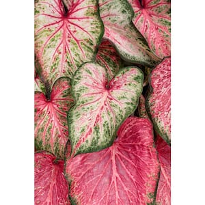 4.5 in. Quart Heart to Heart Blushing Bride (Caladium) Live Plant in Pink Foliage