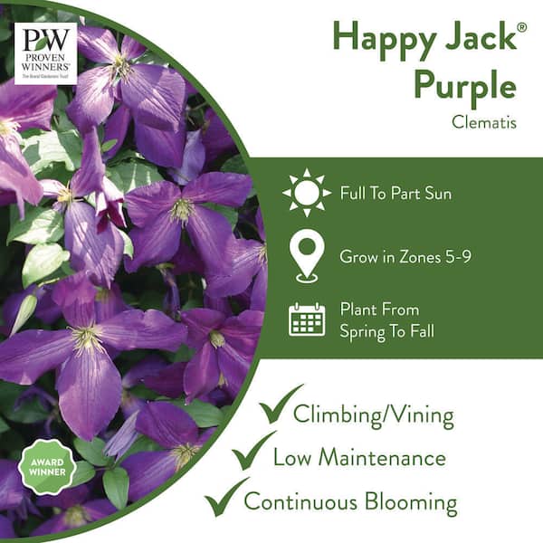 1 Gal. Happy Jack Purple (Clematis) Live Shrub, Purple Flowers