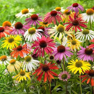 Echinacea Cone Flower Mixed Roots (10-Set)