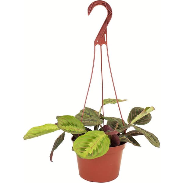 Shop Succulents Maranta Red Prayer Plant, Live Indoor Plant, Easy Care Air Purifying Hanging Houseplant in 6 in. Grower Pot with Hanger