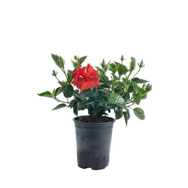 1 gal. Hibiscus Bush Shrub Plant Red in Growers Pot