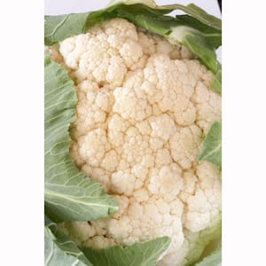 1.19 qt. Cauliflower Plant (6-Pack)