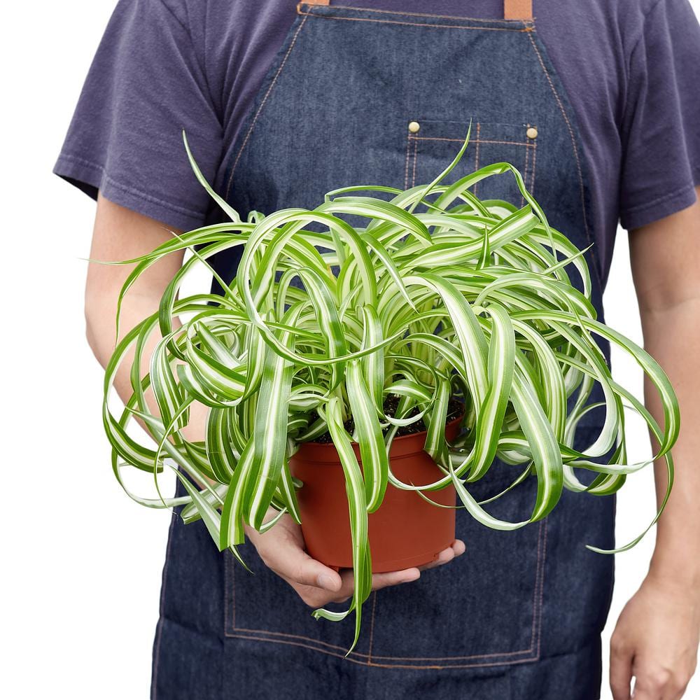 Bonnie Spider Plant in 6-inch Terracotta Nursery Pot