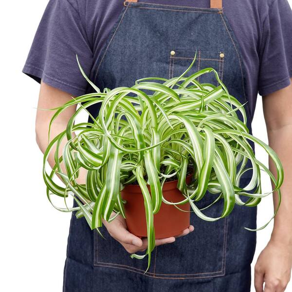 spider watt plant