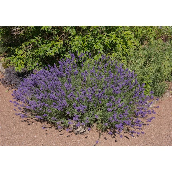 Lavender Plants – 1 Gallon