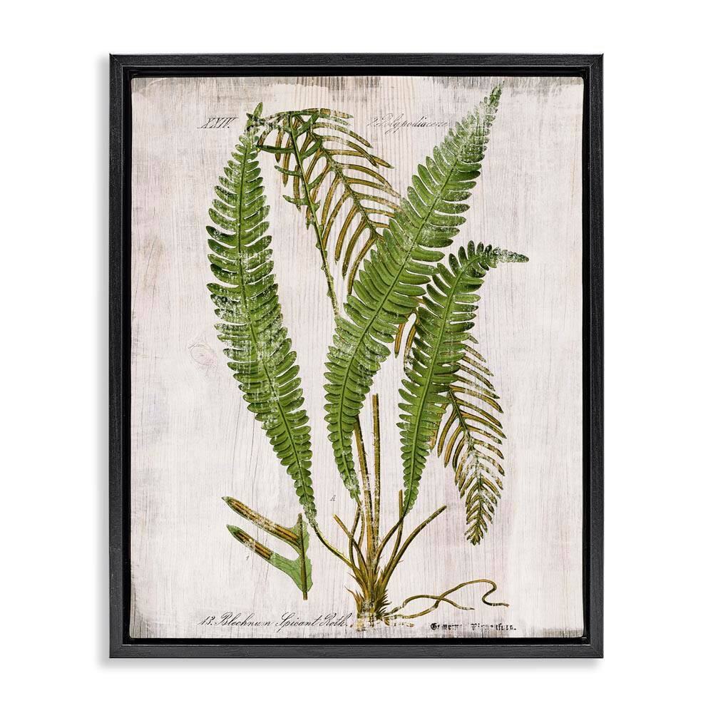 Thin Fern Leaves Study by Susan Arnot Black Floater Frame Nature Graphic Art Print 21 in. x 17 in. price history on PriceWatchPro