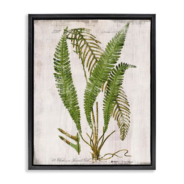 Stupell Industries Thin Fern Leaves Study by Susan Arnot Black Floater Frame Nature Graphic Art Print 21 in. x 17 in.