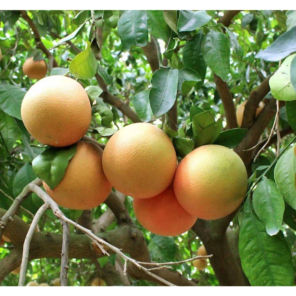 Star Ruby Grapefruit Tree-Live Plant in a 1-Gallon Pot-Florida Only-Edible Fruit Bearing Citrus price history on PriceWatchPro
