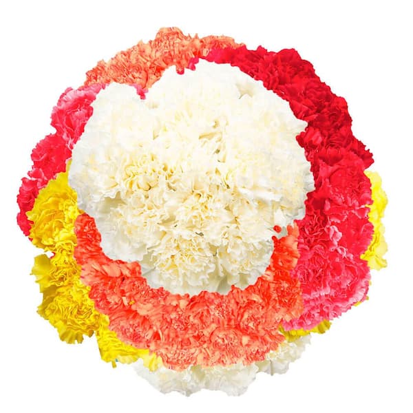 Globalrose 400 Stems of Assorted Color Carnations Fresh Flower Delivery
