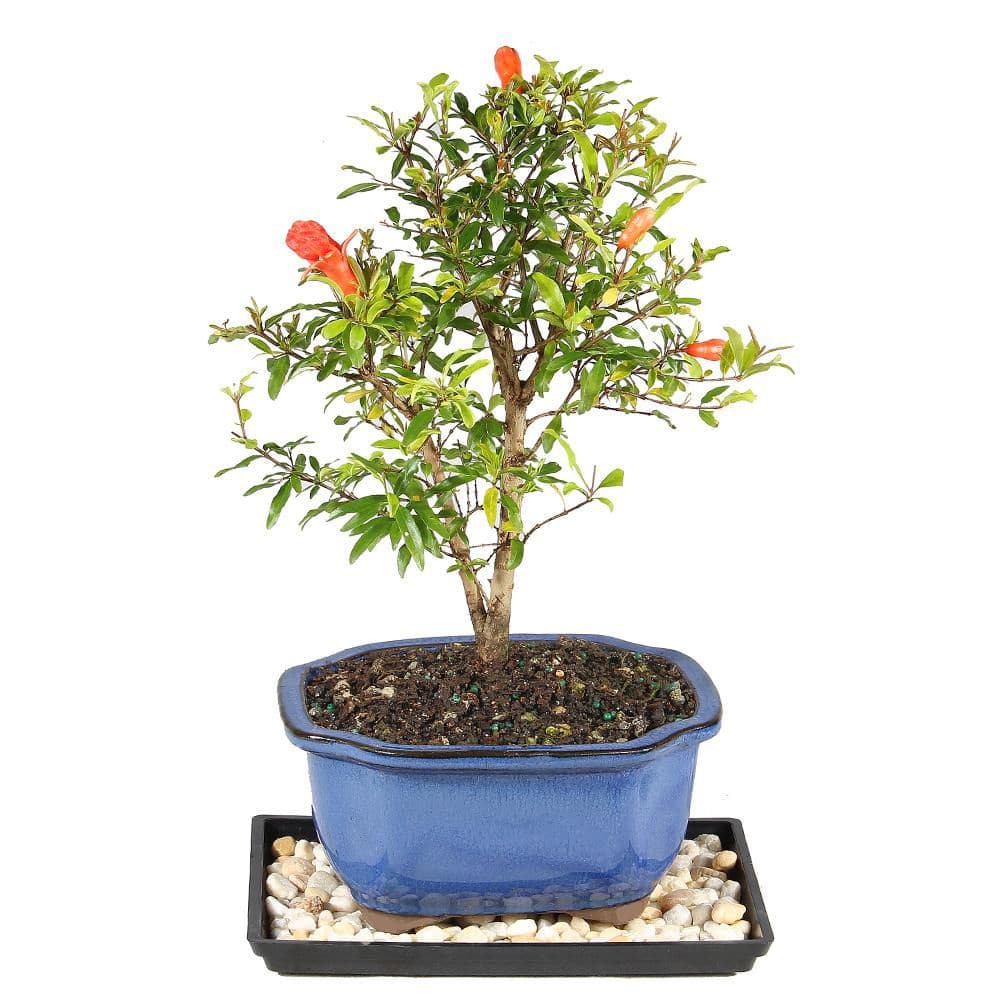 brussel's BONSAI Pomegranate DT0609PG - The Home Depot