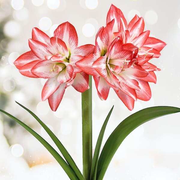 Garden State Bulb 26/28cm, Blossom Peacock Double Amaryllis Flower Bulb (Bag of 2)