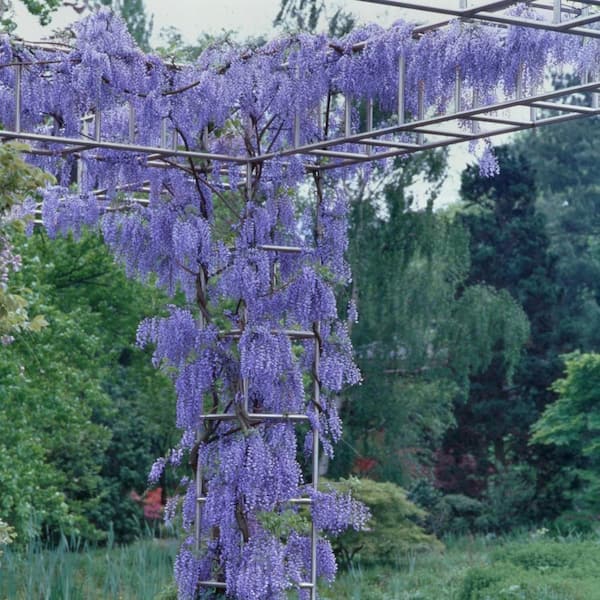 national PLANT NETWORK 2.5 Qt. Wisteria Blue Flowering Shrub with Blue Flowers